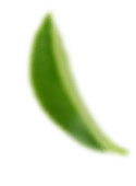 Tree leaf's image