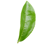 Tree leaf's image
