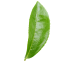 Tree leaf's image